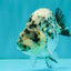 A Grade Tiger Ranchu Male 4.5-5 inches #081426RC_23