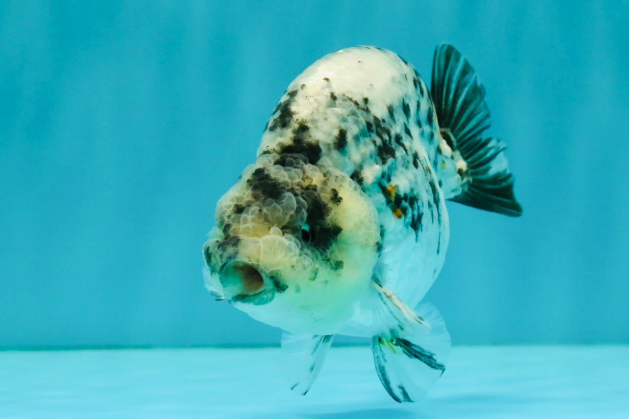 A Grade Tiger Ranchu Male 4.5-5 inches #081426RC_23