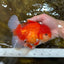 AAA Grade Red White Oranda Male 6 inches #080125OR_12