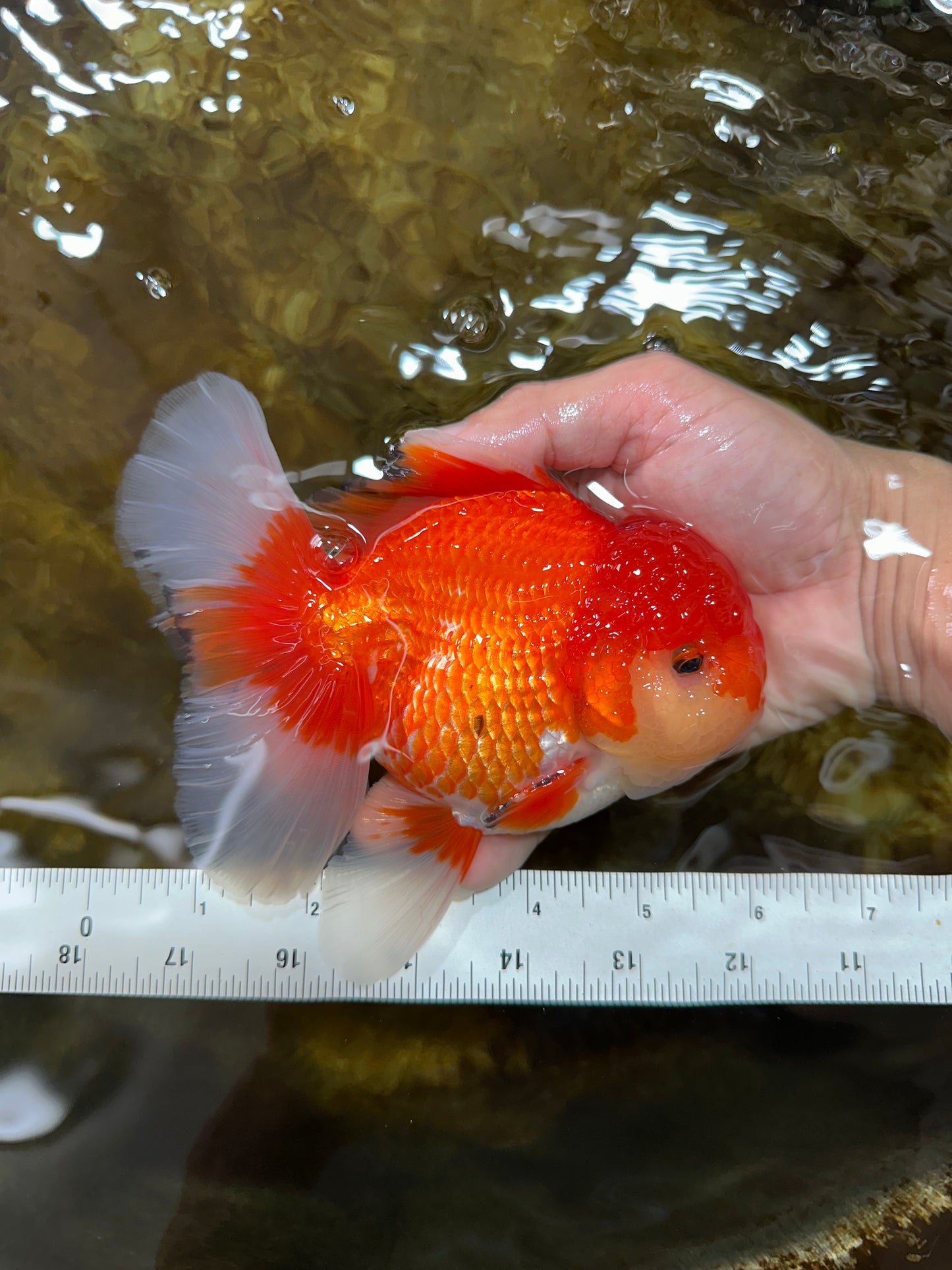 AAA Grade Red White Oranda Male 6 inches #080125OR_12