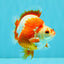 AAA Grade Red White Ryukin Male 4 inches #041726RK_05