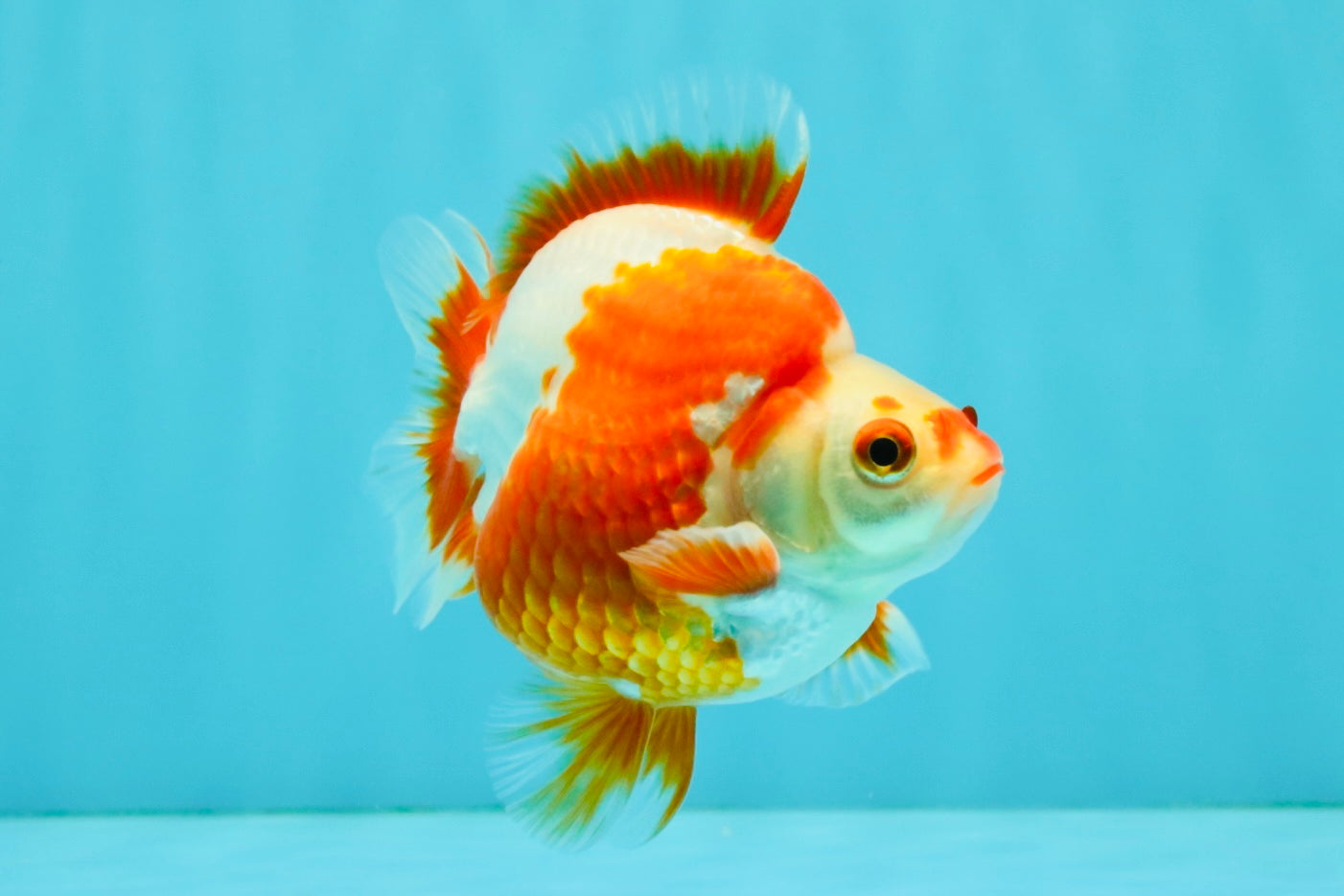 AAA Grade Red White Ryukin Male 4 inches #041726RK_05