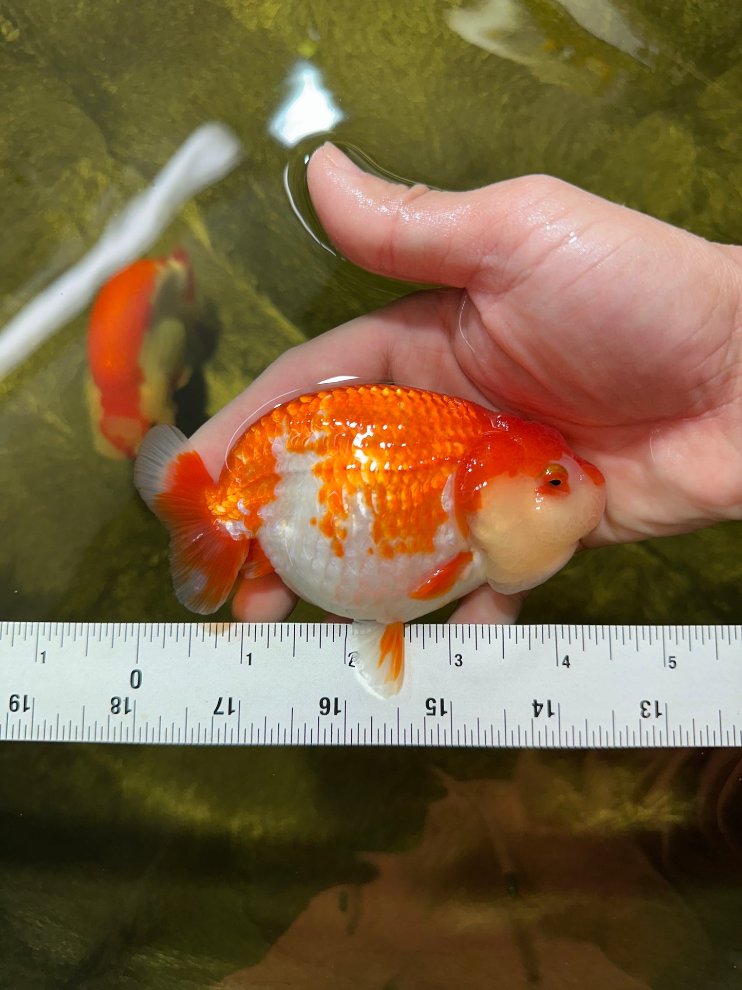 AAA Grade Adorable Red White LionQueen 4.5 inches #041825LC_02