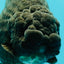 JAMES BOND AAA Grade Black Ranchu Female 6 inches #100926RC_34