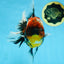 AAA Grade JUMBO Godzilla Kirin Oranda Female 6.5-7 inches #090525OR_11