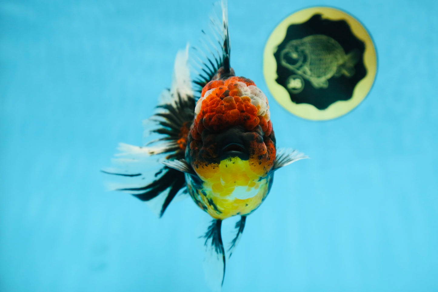 AAA Grade JUMBO Godzilla Kirin Oranda Female 6.5-7 inches #090525OR_11