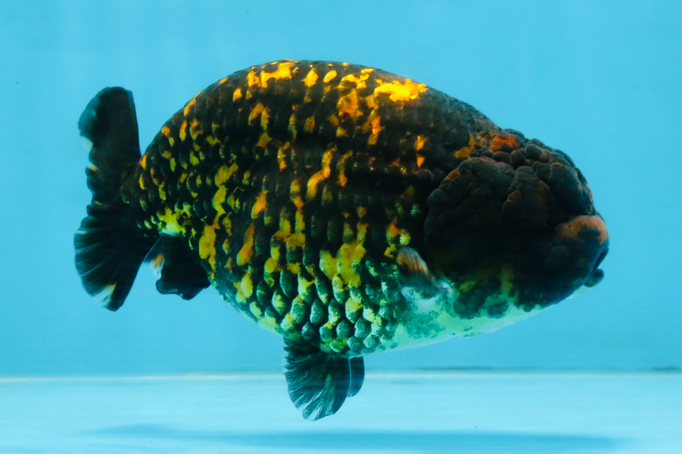 A Grade Tiger LionKing 4.5-5 inches #110725LC_17