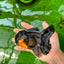 Femelle Apache Oranda de qualité AAA 5 pouces #0913OR_18