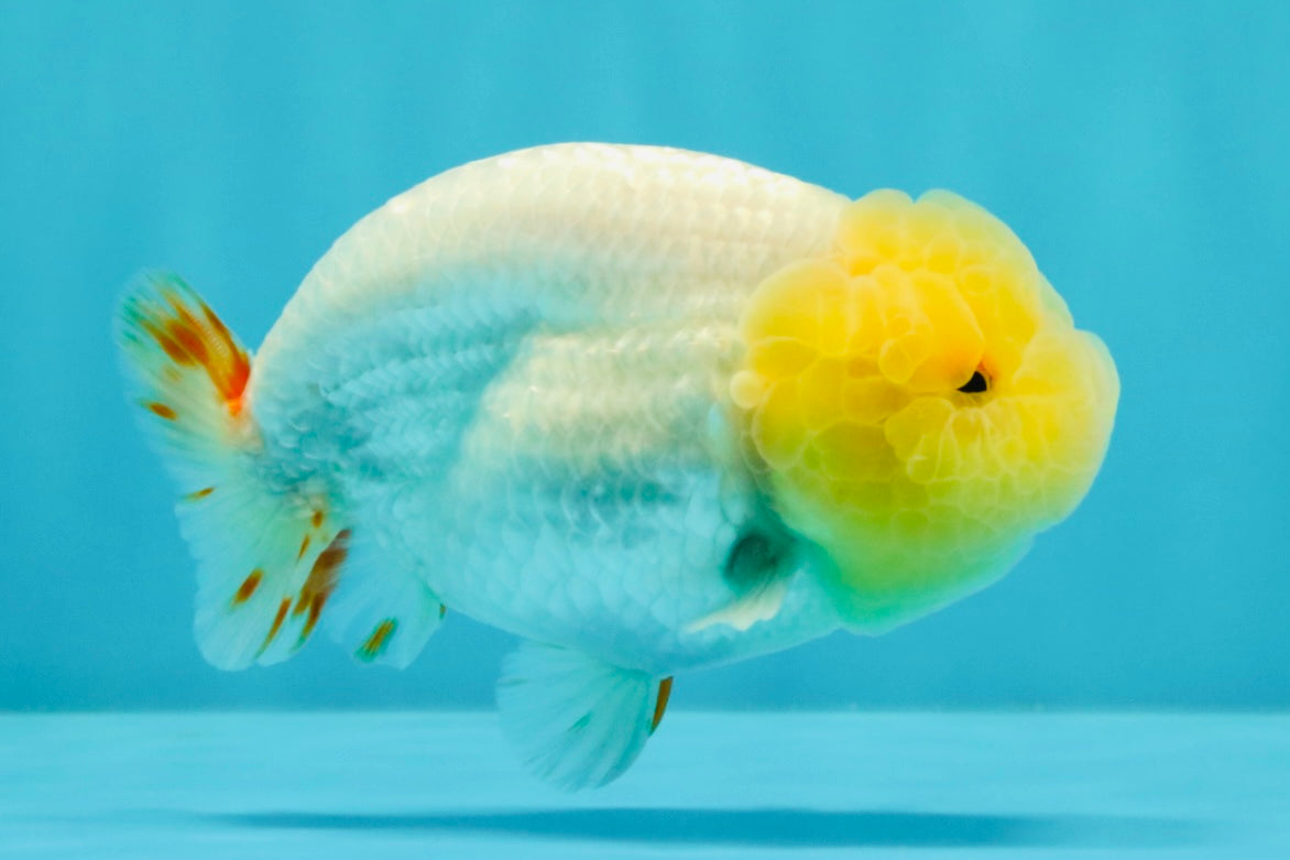 CHICKIE AAA Grade Red White Lipstick LionKing 4-4.5 inches #031326LC_11