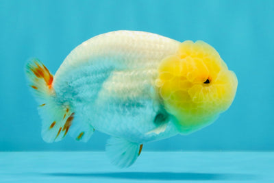 CHICKIE AAA Grade Red White Lipstick LionKing 4-4.5 inches #031326LC_11