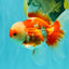 AAA Grade Red White Oranda Male 5 inches #061926OR_23