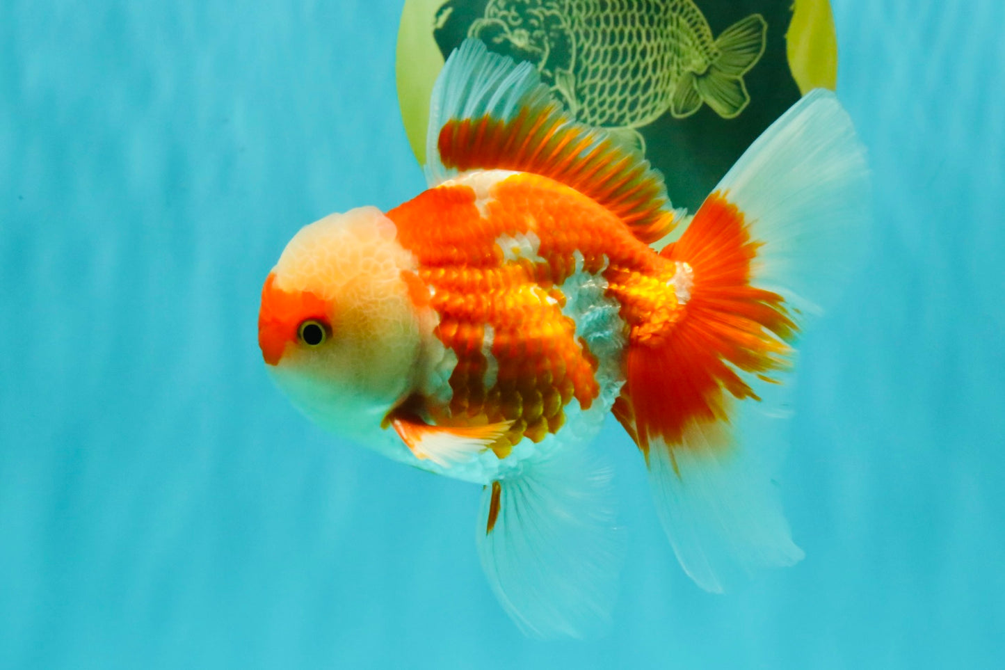 AAA Grade Red White Oranda Male 5 inches #061926OR_23