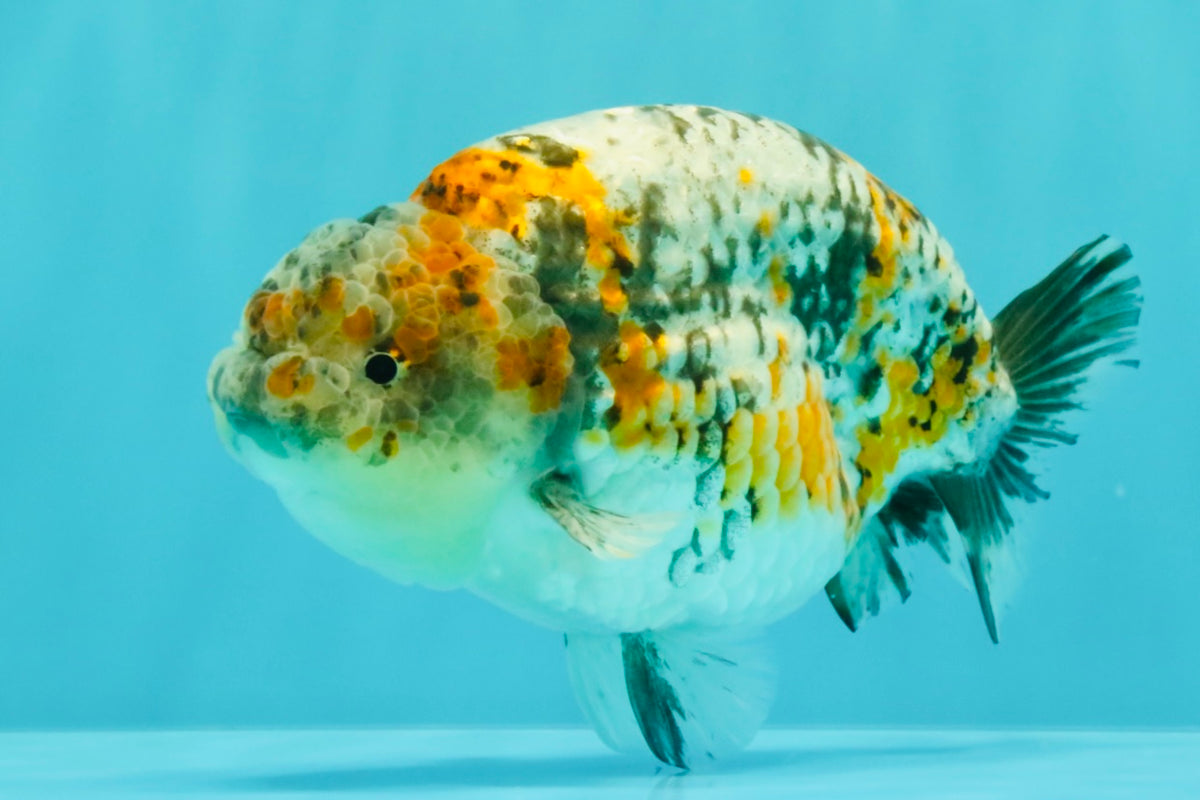 SPECIAL Calico Blue Base Ranchu Male 5.5 Inches #100226RC_20