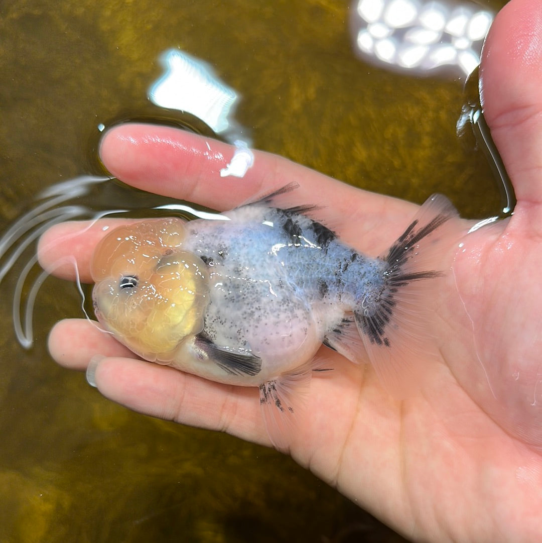 Lemonhead Marble Yuanbao Male 3.5-4 inches #1110YB_07