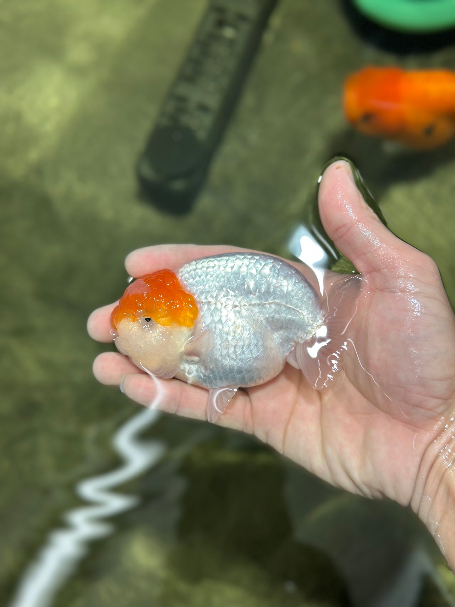 Classic Egg-shape Red Head Lionchu Male 4 inches #122724LC_08