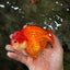 CHUBBY AAA Grade Red White Yuanbao Male 5.5 inches #090426YB_08