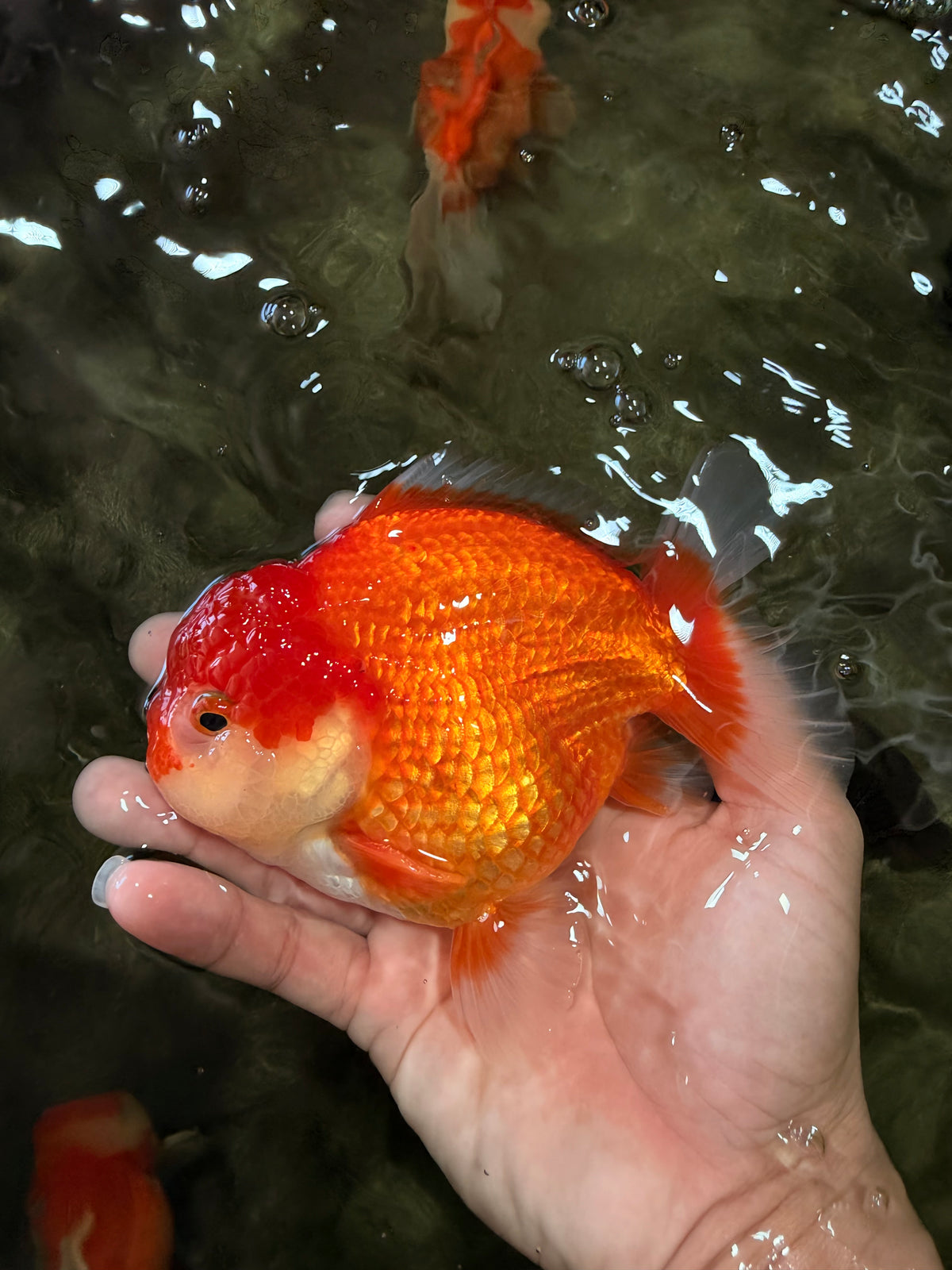 CHUBBY AAA Grade Red White Yuanbao Male 5.5 inches #090426YB_08