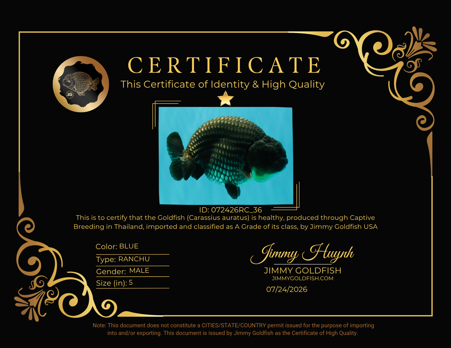 A Grade Blue Ranchu Male 5 inches #072426RC_36
