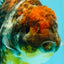 AAA Grade Granite Calico Oranda Female 6.5-7 inches #073126OR_03