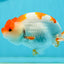 Kohaku Red White Lionchu 4.5 inches #1004LC_03