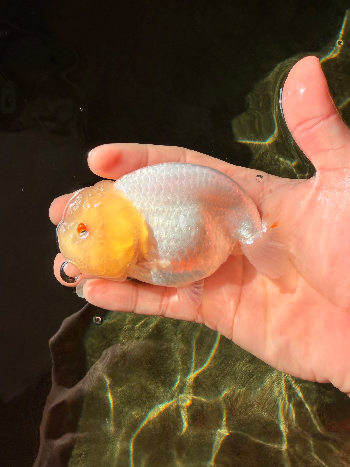 A Grade White LionQueen 4-4.5 inches #032726LC_20