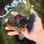 AAA Grade Dark Tiger Red Head Oranda Male 5-5.5 inches #050126OR_10