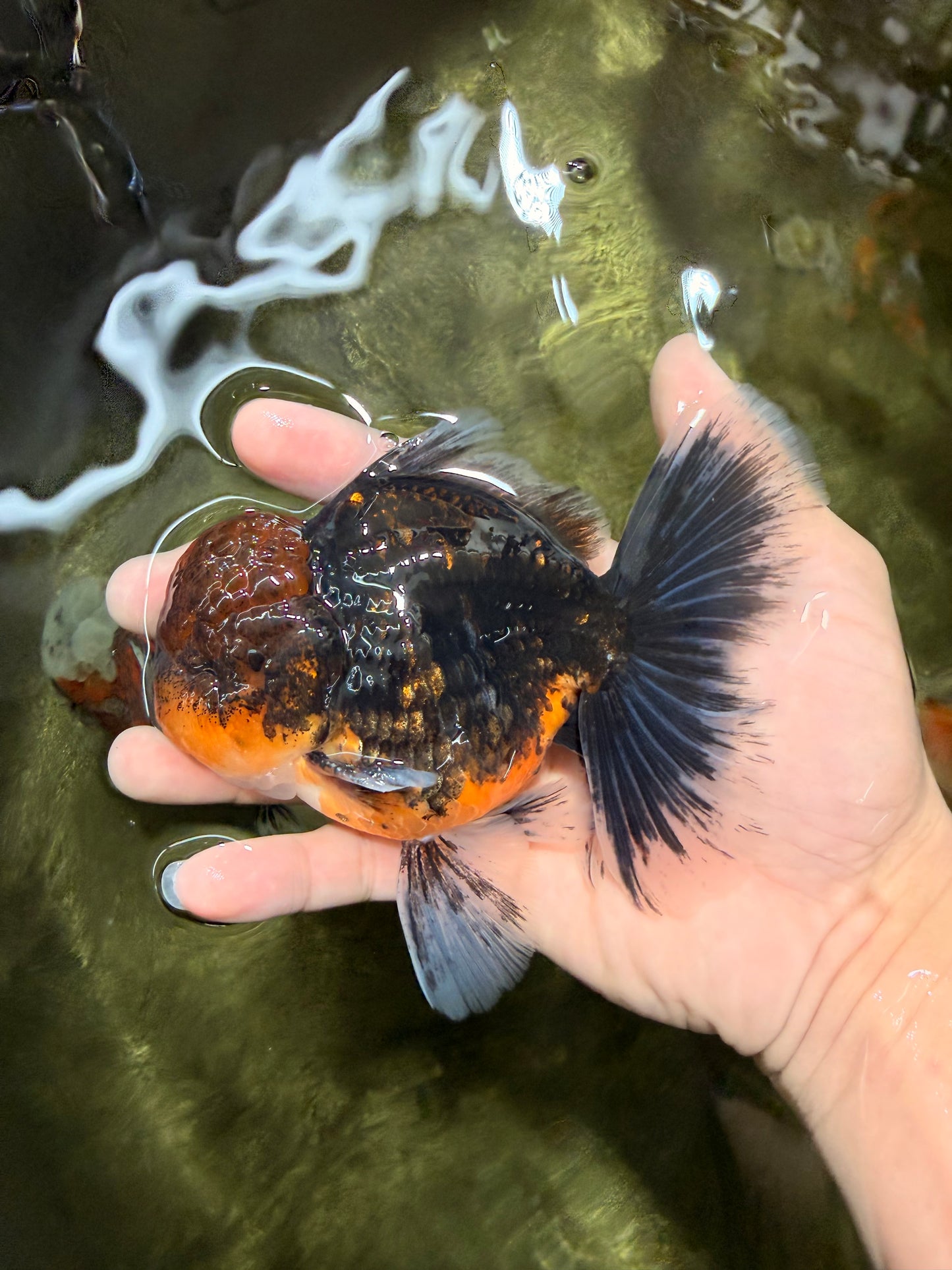 AAA Grade Dark Tiger Red Head Oranda Male 5-5.5 inches #050126OR_10