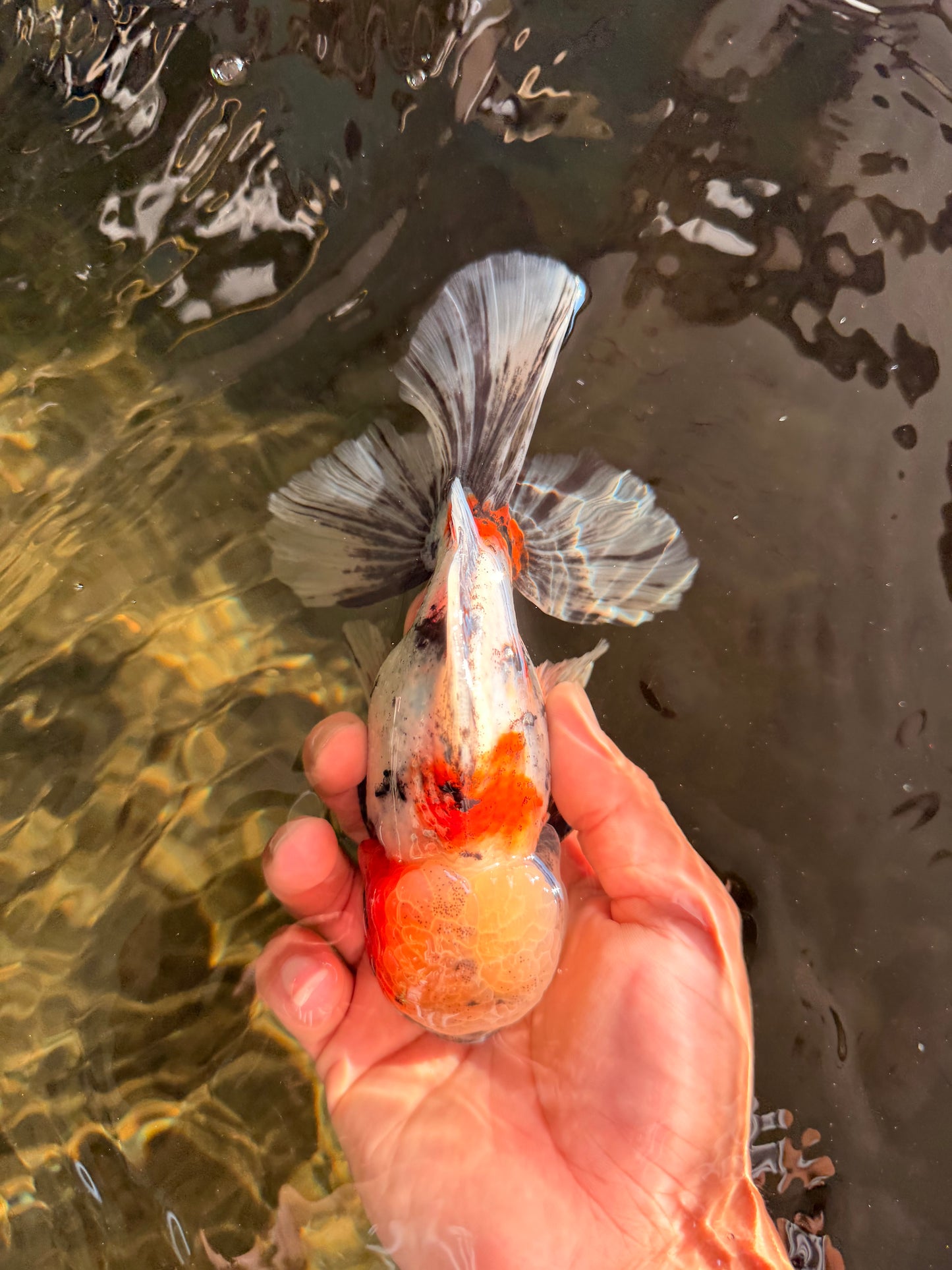 AAA Grade Marble Oranda Male 6-6.5 inches #071026OR_37