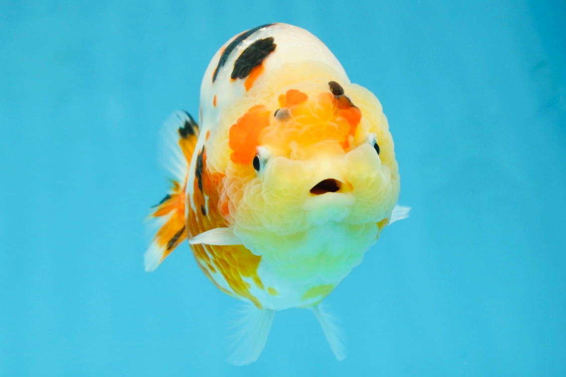 AAA Grade Tricolor Milk Cow Ranchu Female 5 inches #101025RC_15