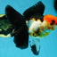 Fluffy Tail A Grade Tricolor Oranda Female 5-5.5 inches #042525OR_04