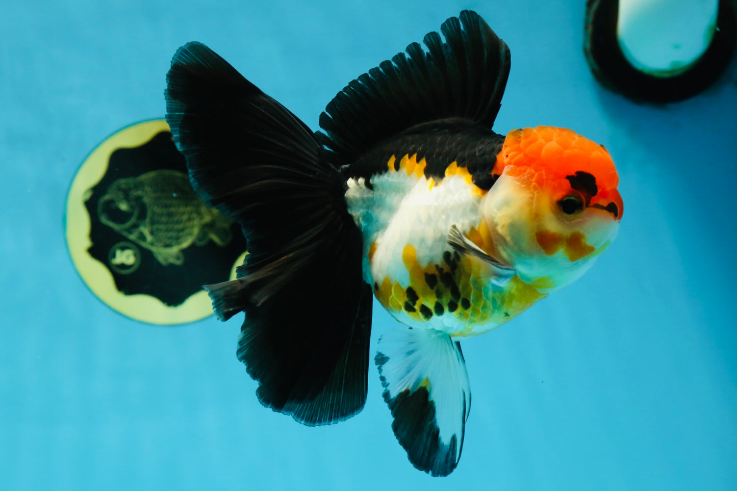 Fluffy Tail A Grade Tricolor Oranda Female 5-5.5 inches #042525OR_04