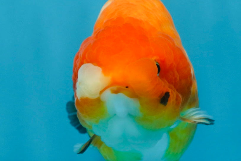 A Grade Chinese Sakura Ranchu Female 5.5 inches #101725RC_14