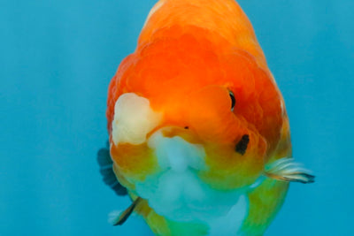 A Grade Chinese Sakura Ranchu Female 5.5 inches #101725RC_14