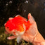 CHUBBY AAA Grade Red White Yuanbao Male 5.5 inches #050826YB_07