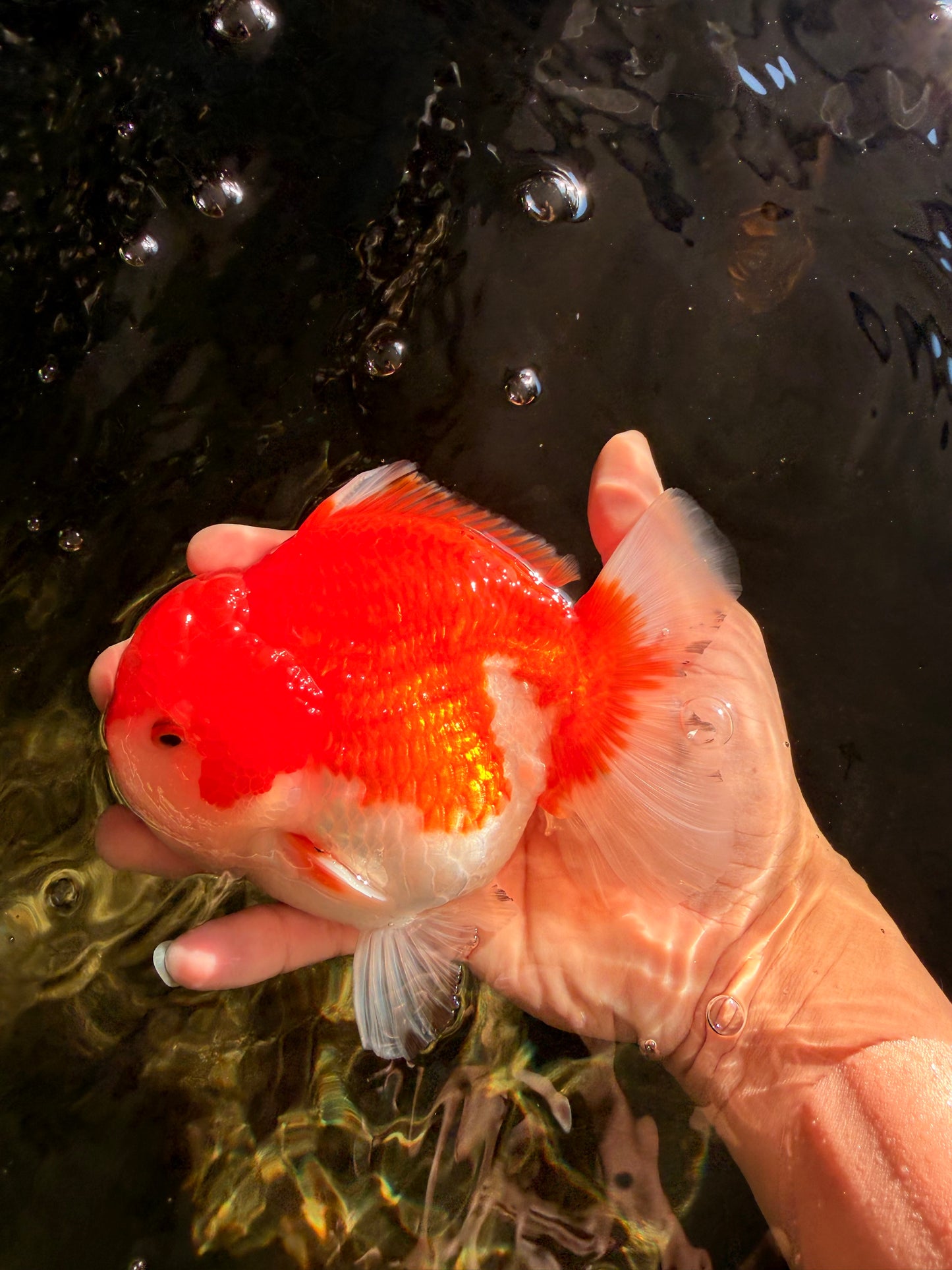 CHUBBY AAA Grade Red White Yuanbao Male 5.5 inches #050826YB_07