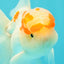 A Grade Red White Oranda Male 5-5.5 inches #102326OR_22
