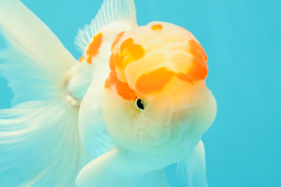 A Grade Red White Oranda Male 5-5.5 inches #102326OR_22