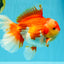 A Grade Godzilla Red White Oranda Male 7 inches #022726OR_12