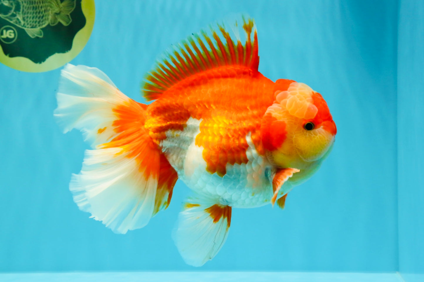 A Grade Godzilla Red White Oranda Male 7 inches #022726OR_12
