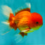 UNIQUE A Grade Red White Oranda Male 5.5 inches #070626OR_10
