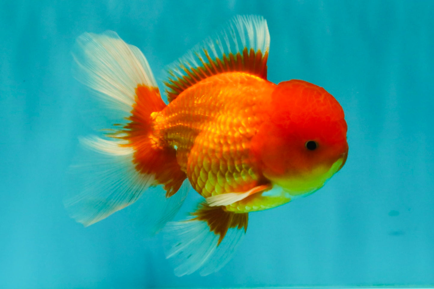 UNIQUE A Grade Red White Oranda Male 5.5 inches #070626OR_10