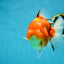 A Grade Sakura Oranda Female 6-6.5 inches #060625OR_11