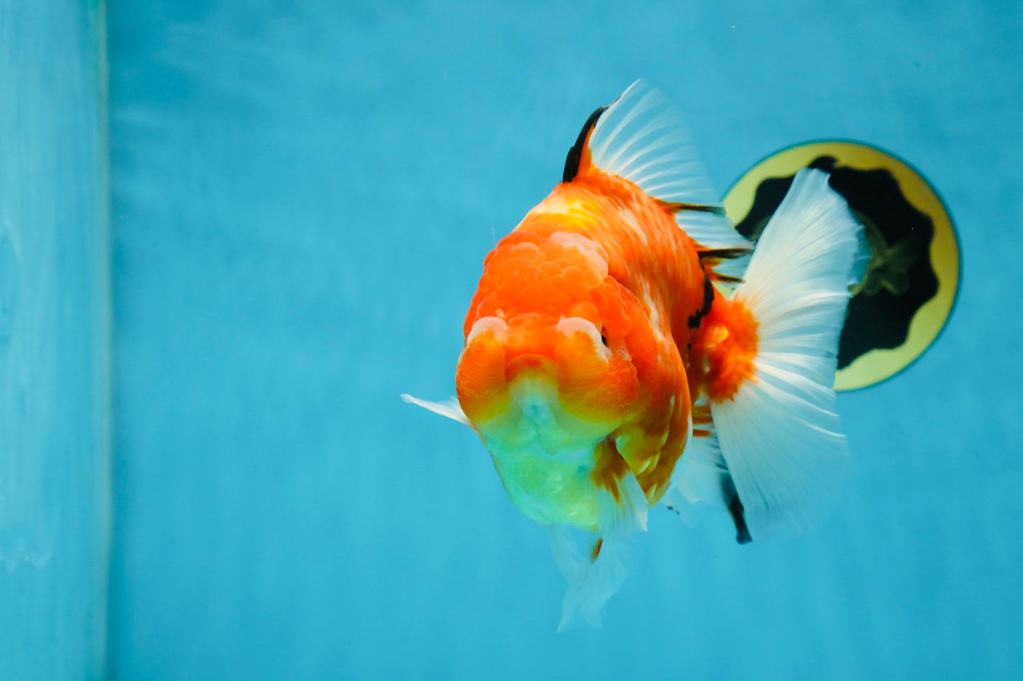 A Grade Sakura Oranda Female 6-6.5 inches #060625OR_11