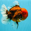 CHONKY AAA Grade Tiger Oranda Male 6.5 inches #022026OR_08