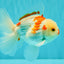A Grade Red White Oranda Male 6 inches #071726OR_29