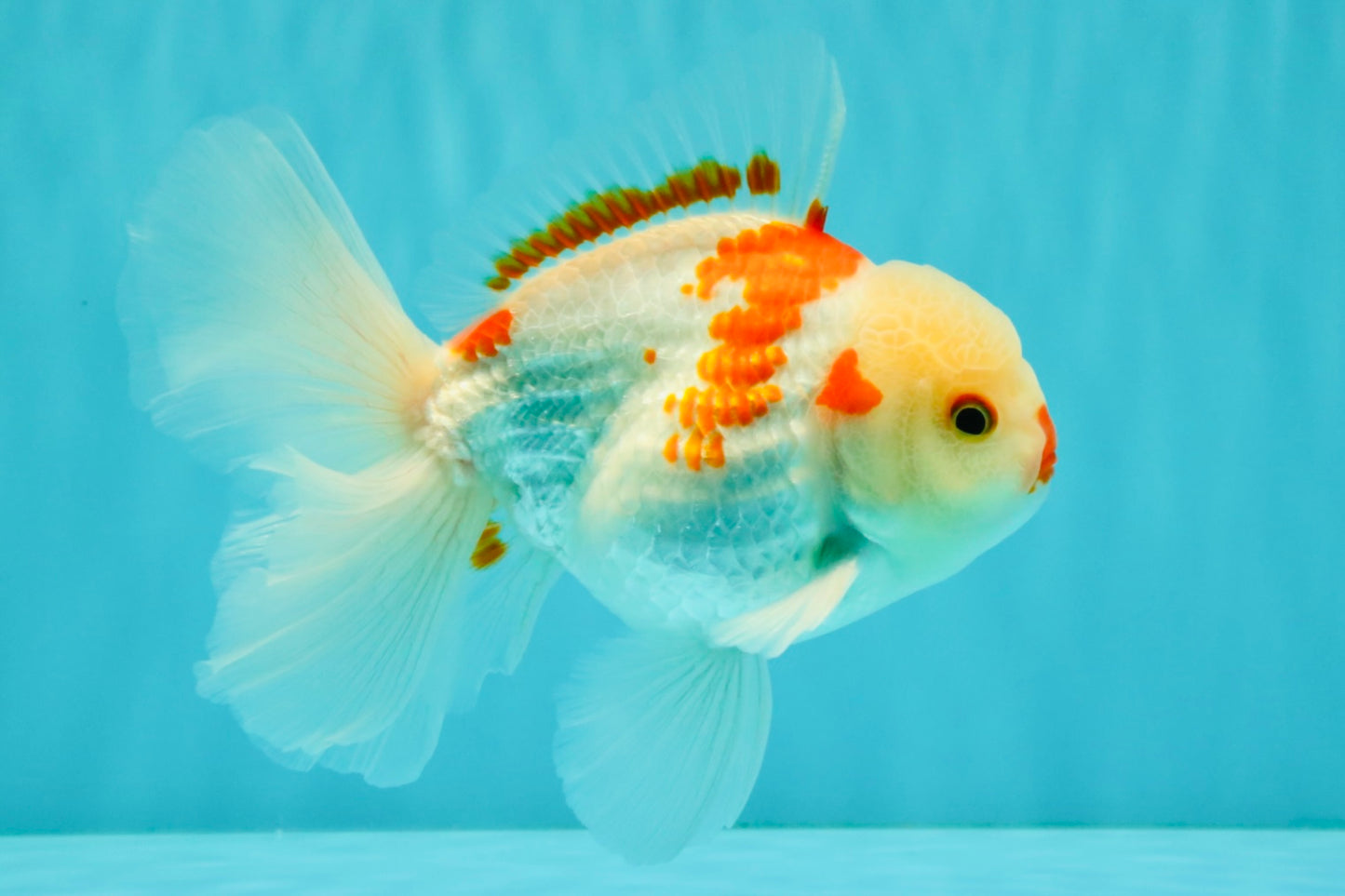 A Grade Red White Oranda Male 6 inches #071726OR_29