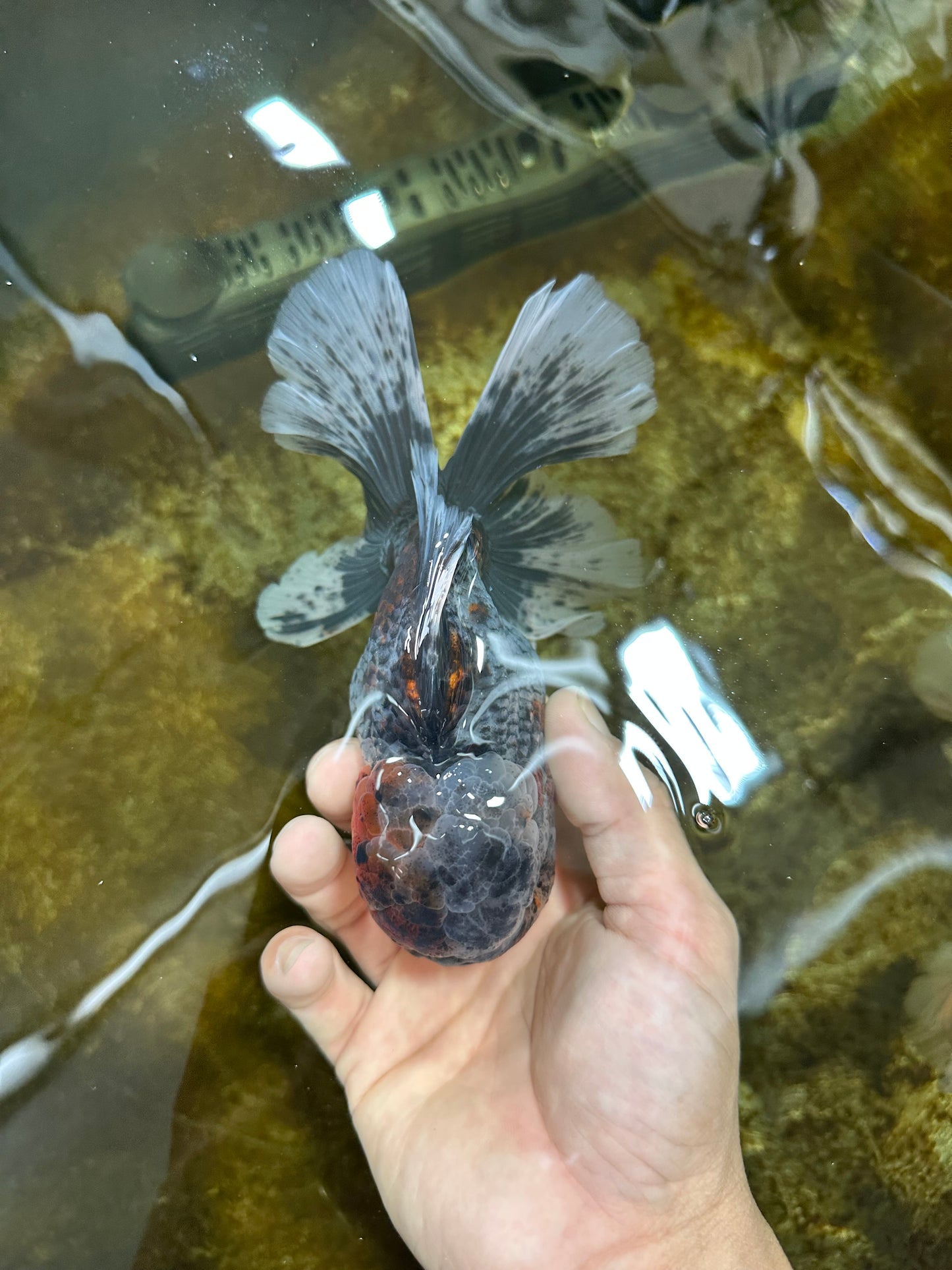 A Grade Kirin Oranda Male 6 inches #080125OR_09
