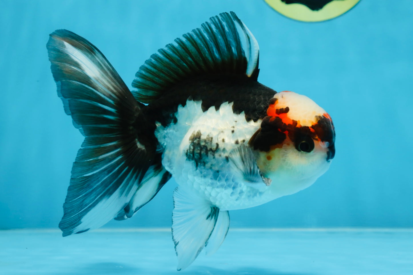 Tricolor Oranda Male 5-5.5 inches #100325OR_23