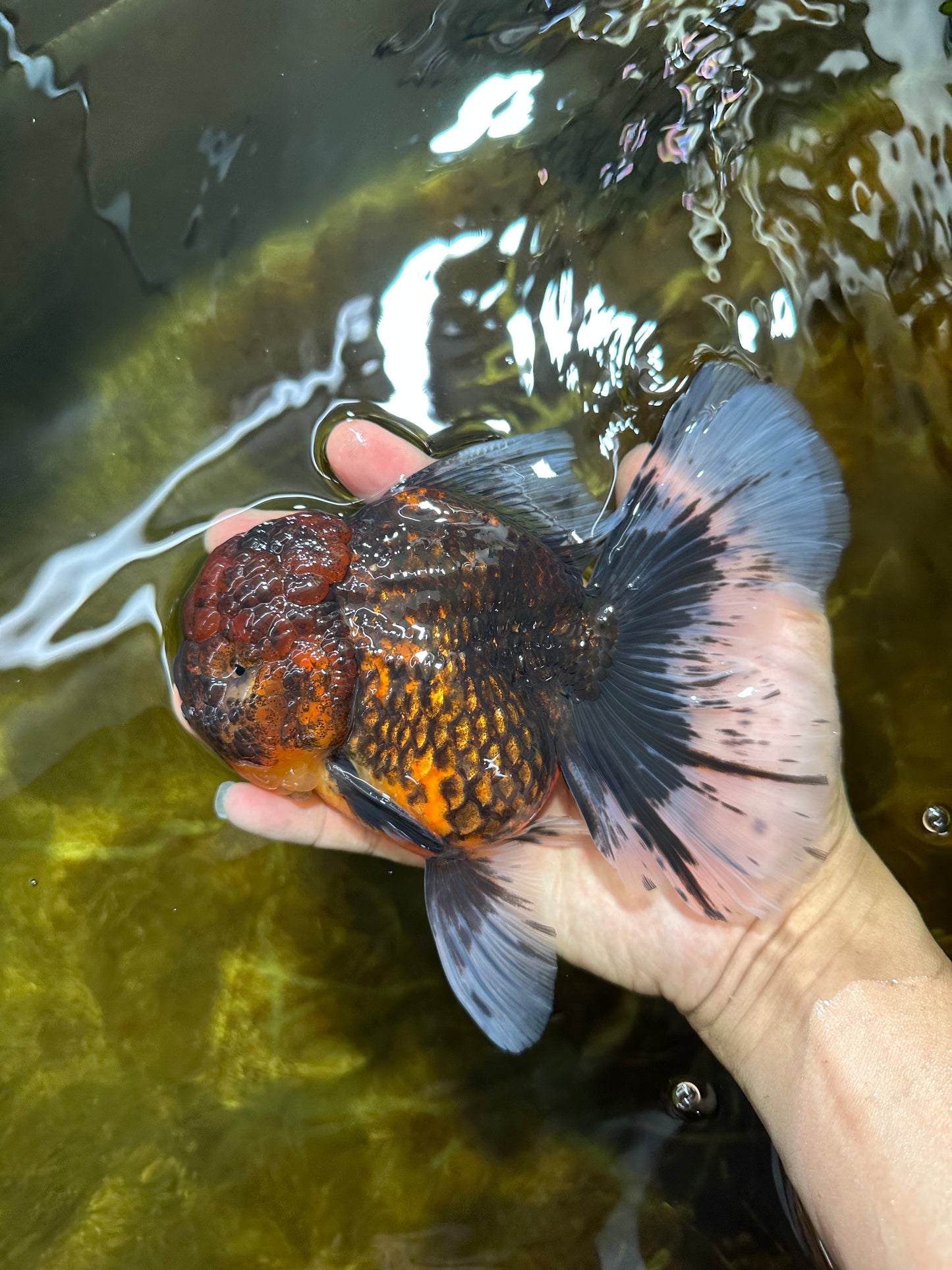 A Grade FLUFFY WEN Tiger Oranda Male 6 inches #082925OR_11