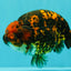CHUBBY AAA Grade Tiger Ranchu Male 5.5-6 inches #101626RC_27